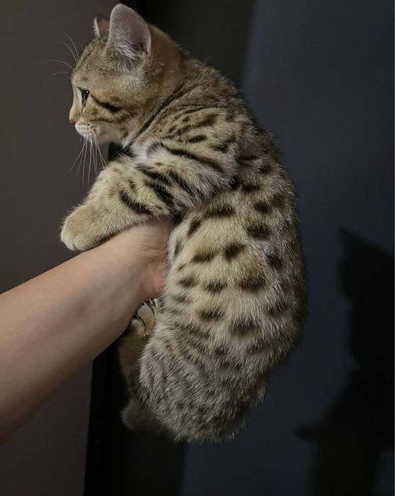 Бенгальські котики