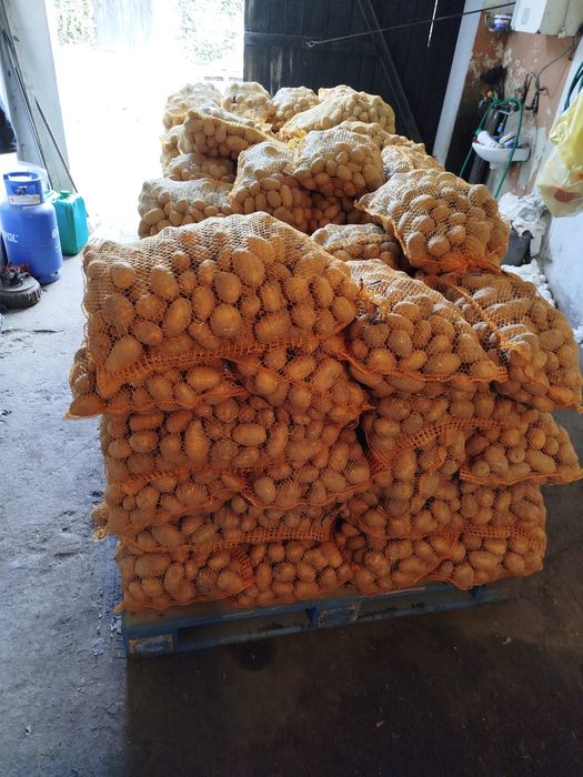 Ziemniaki Jadalne hurt detal dowóz