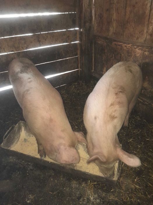 Продам свинок порода Велика біла