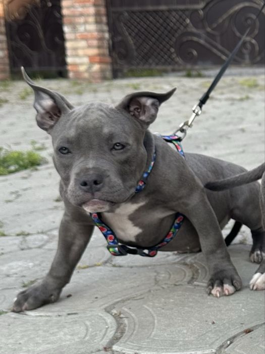 Девочки AM BULLY