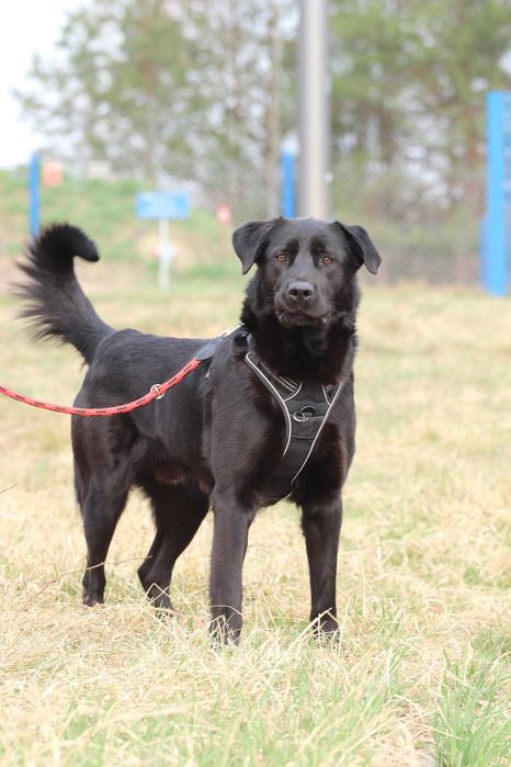 Do adopcji - BLACK