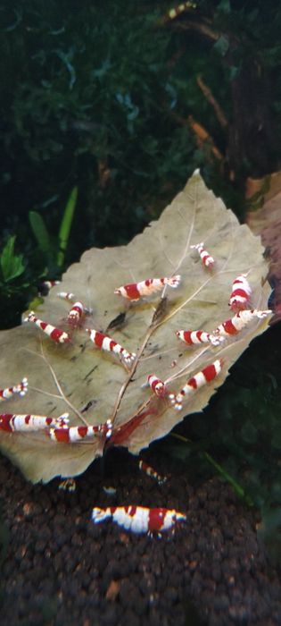 Camarões Red Crystal