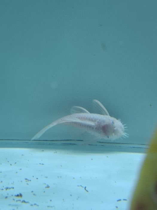 Glonojad  L144 Snow white