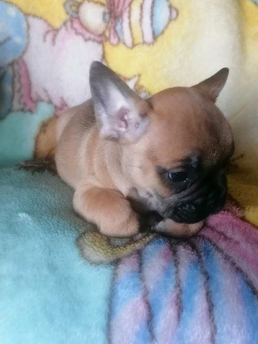 Bulldog francês faune  Miniatura