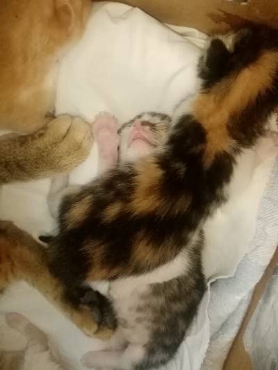 Кошки  переселенцы.