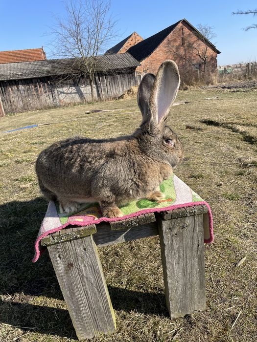 Olbrzymy belgijskie szare