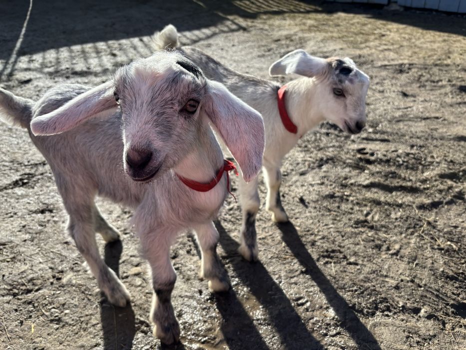 Козинята 50%нубійці хлопчик та дівчинка