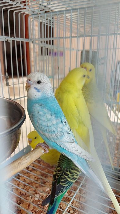 Periquitos Diferente Mutações