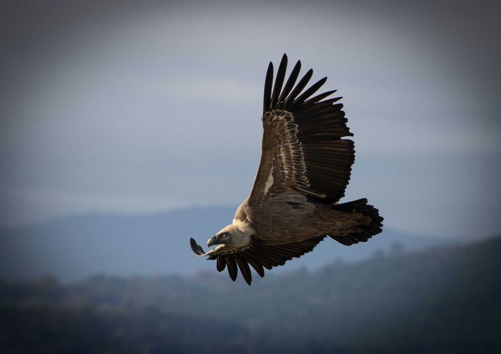 Objetiva Canon 70-300 IS NANO USM - NOVA