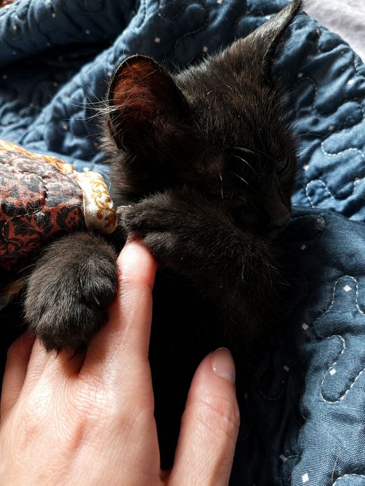 Кошечка около 3х месяцев