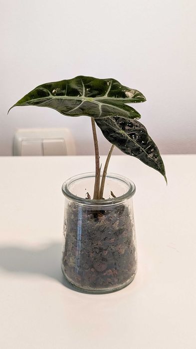 Alocasia Alokazja Polly Sadzonka