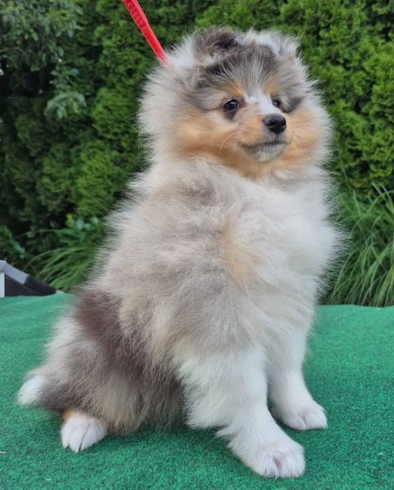Sheltie Owczarek Szetlandzki dziewczynka blue merle