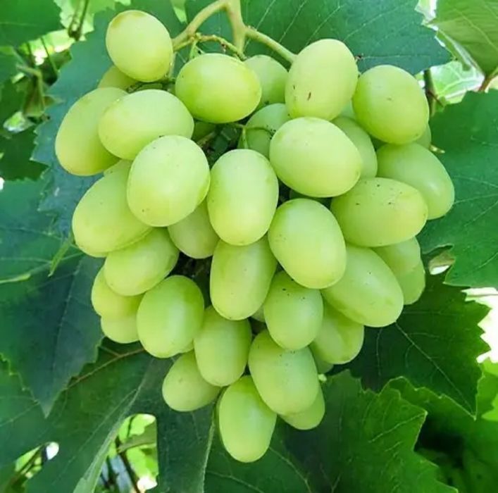 Виноград саженцы