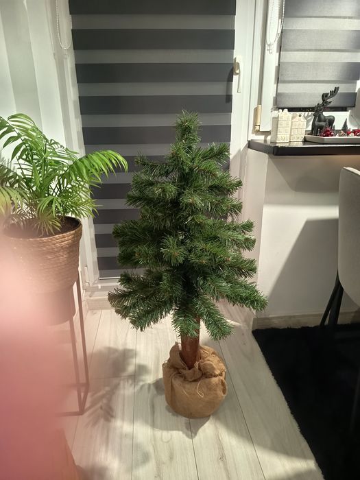Sprzedam choinkę na pniu wysokość 100 cm
