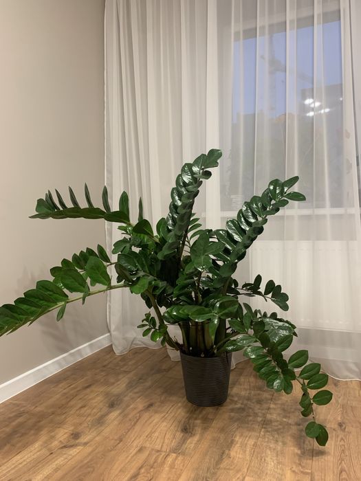 Заміокулькас продам