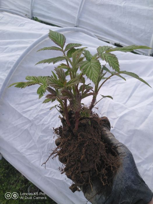 Брусилівський стандарт. Саджанці малини, молоді