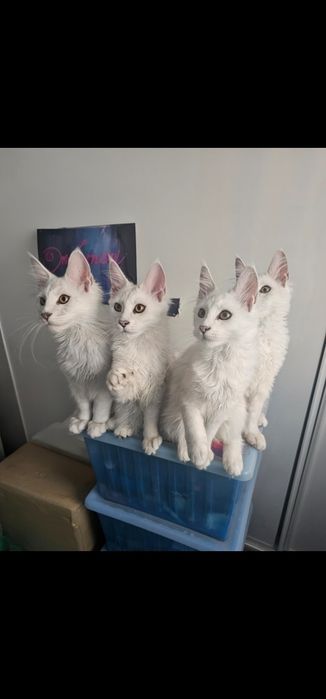 Piękna koteczka maine coon shaded Giulia as 11
