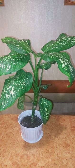 Вазон діффенбахія