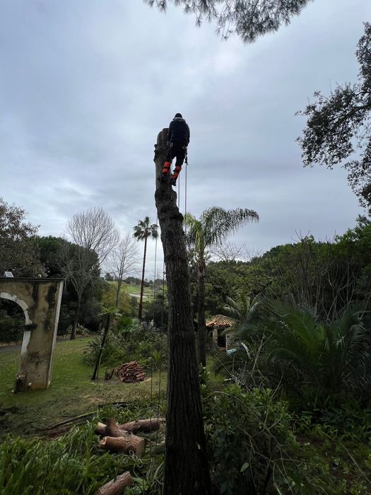 Poda de Árvore e limpeza de terrenos