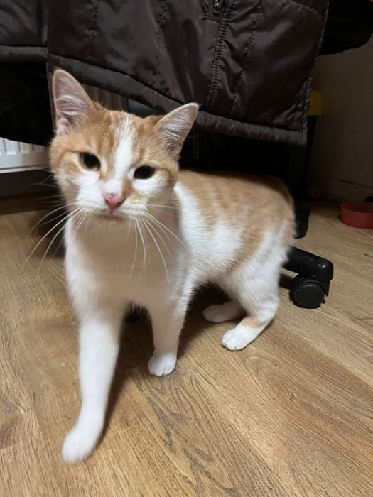 Roczna kotka szuka domu niewychodzącego