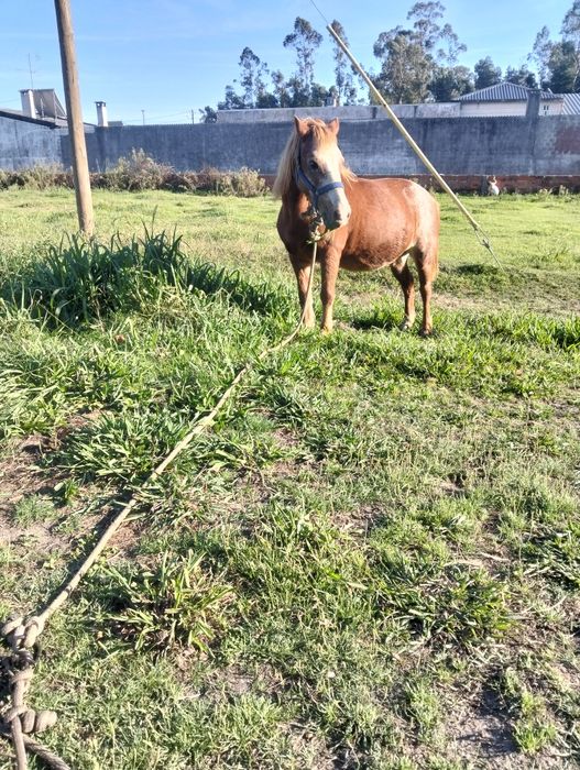 Vendo pônei femia