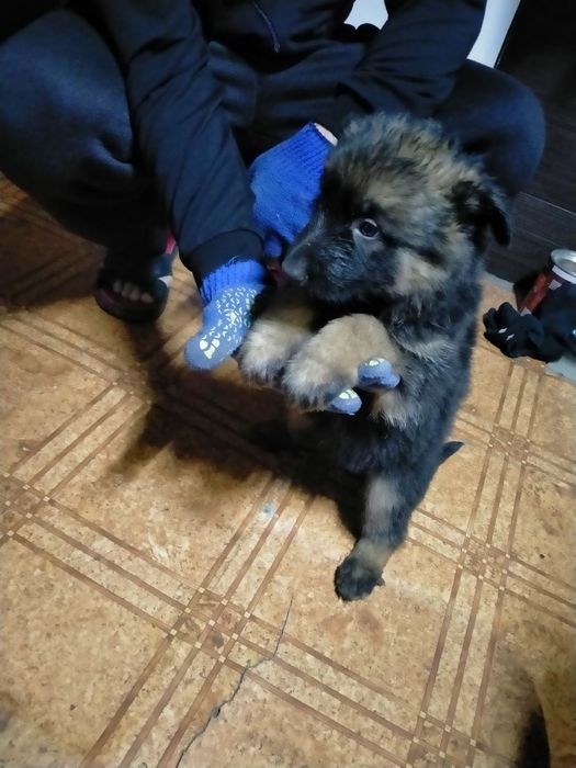 Продам цуценят німецької  вівчарки