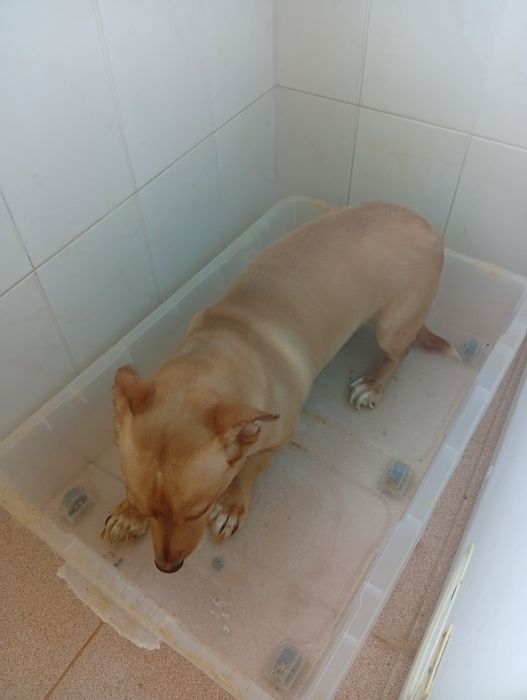 Adoção de animais