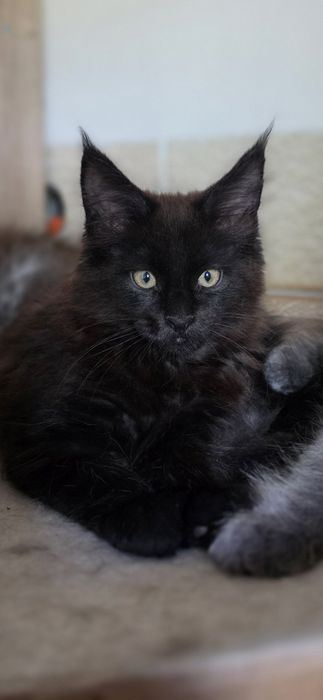 Koteczka Maine Coon