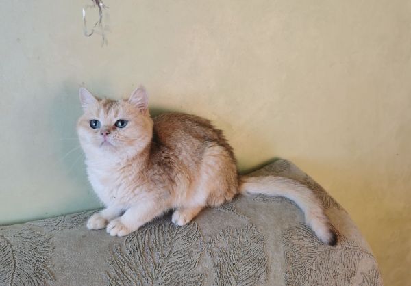 Британская золотая шиншилла