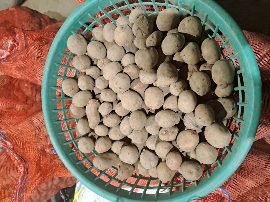 Ziemniaki irga 80gr za kg