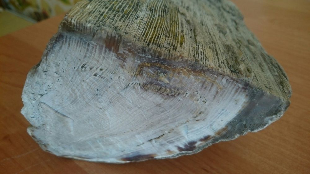 Окаменелое дерево