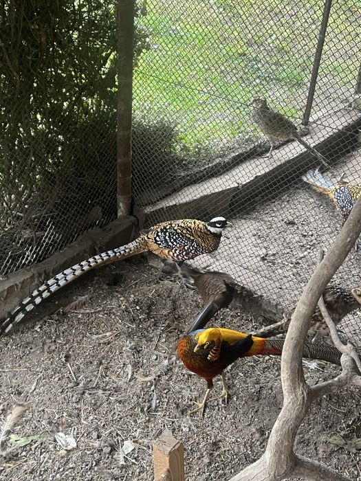 Bażanty samica złota