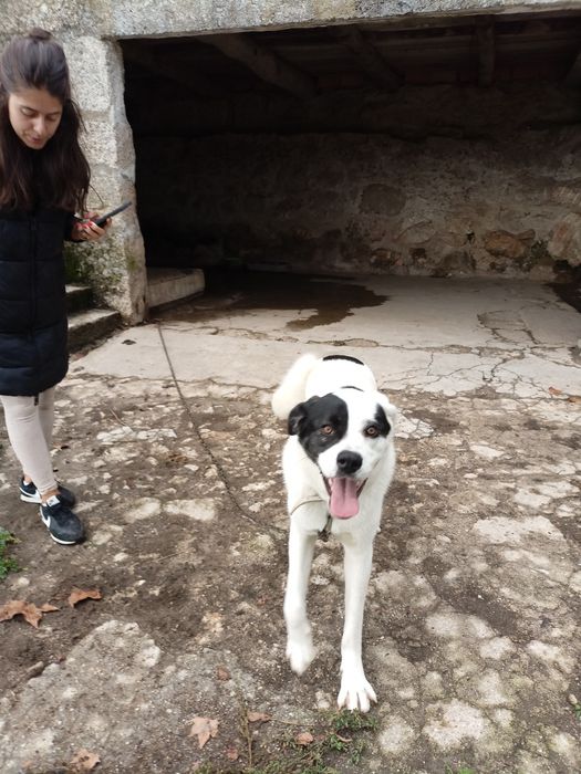 Cadela grande e meiga