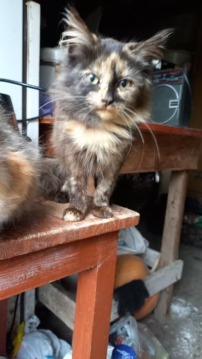 кошенята безкоштовно