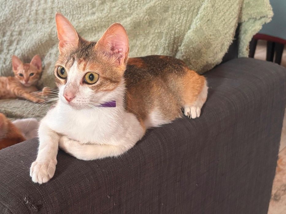 Gatas Adultas para Adoção Responsável