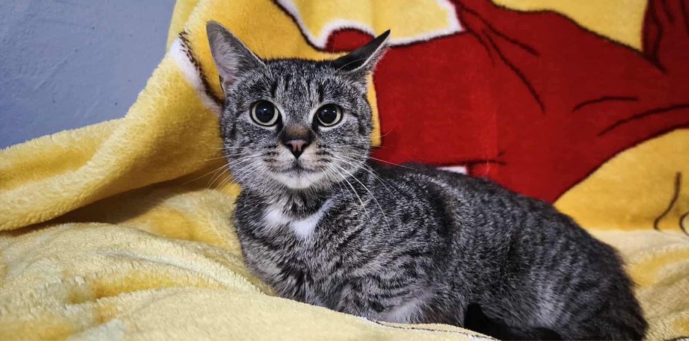 Urocza Havana prosi o dom