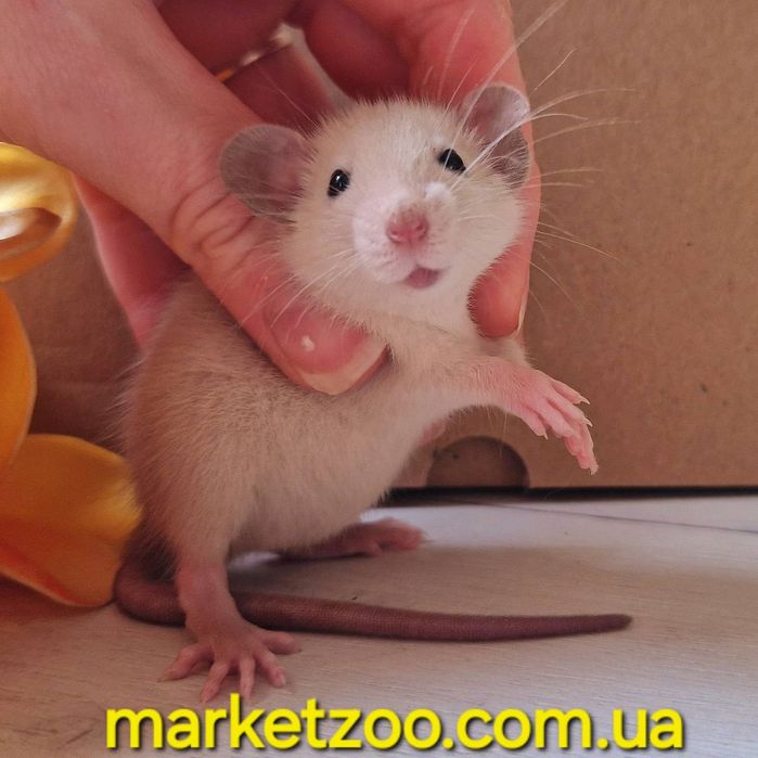 Мальчик Дамбо, окрас сиамский черноглазый крысы, крыса, крыска