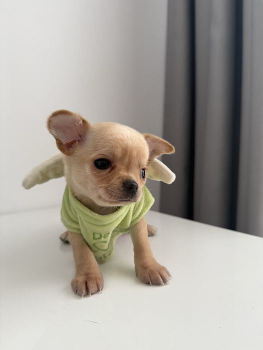Золотий хлопчик міні чіхуахуа