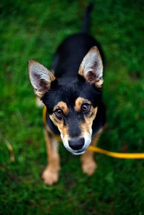 Kochany Bobi czeka na adopcje