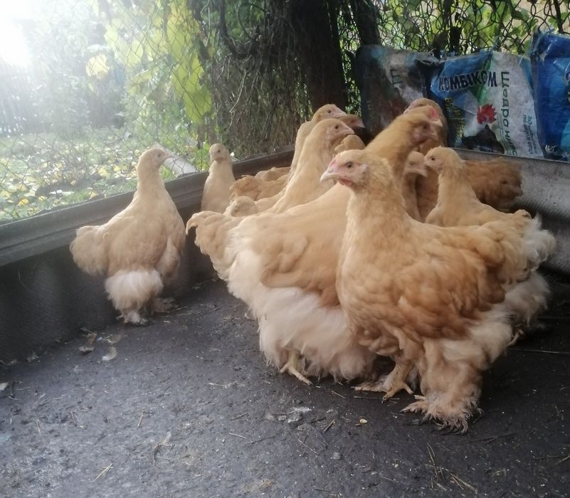 Продам півників кохінхін