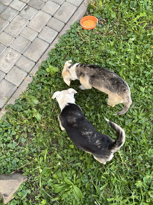 Цуценя в люблячу родину