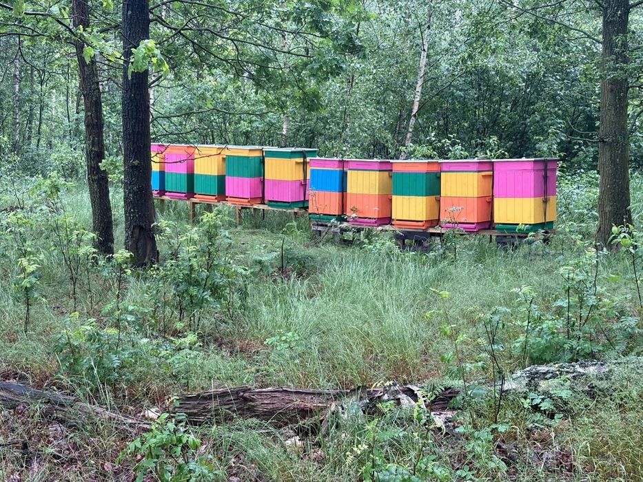 Sorzedam ule wielkopolskie 12 ramkowe