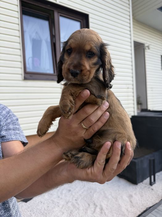 Śliczny cocker spaniel