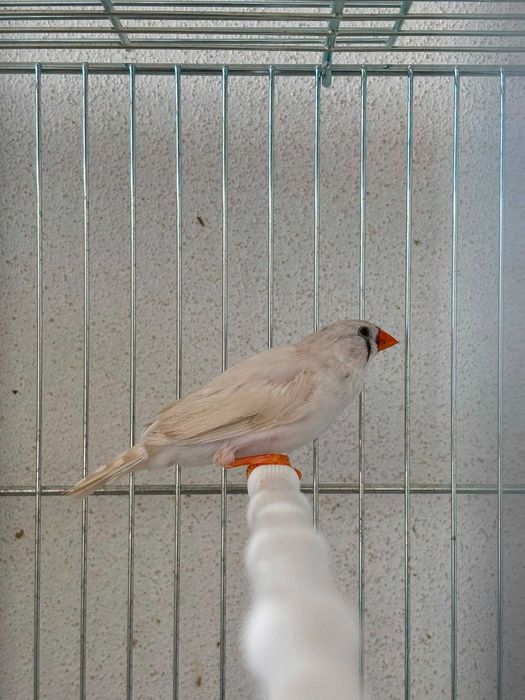 Aves mandarins brancos