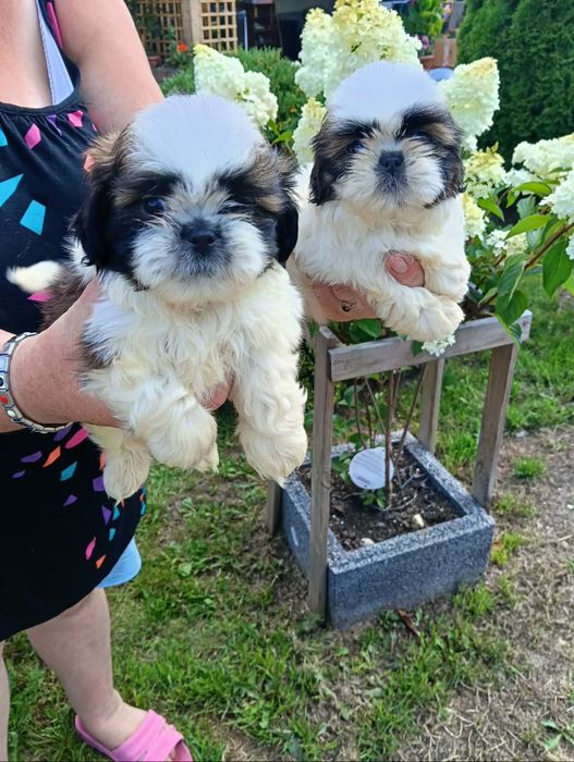 Sprzedam shihtzu