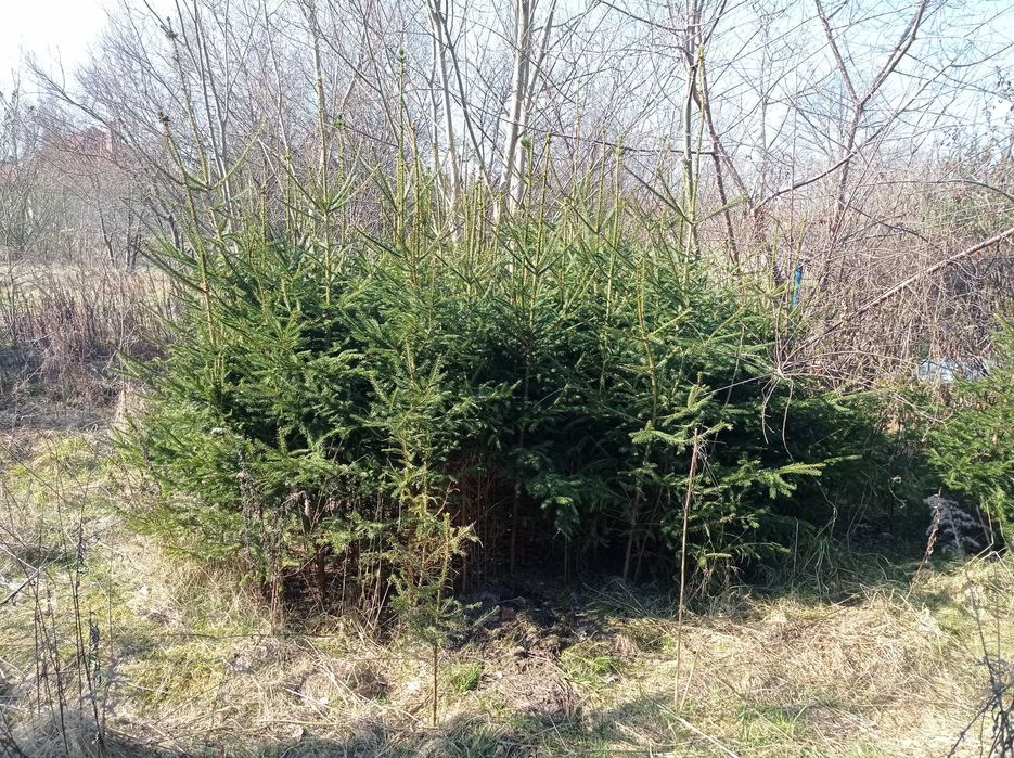 Sadzonki 3letnie 1,5m tanio