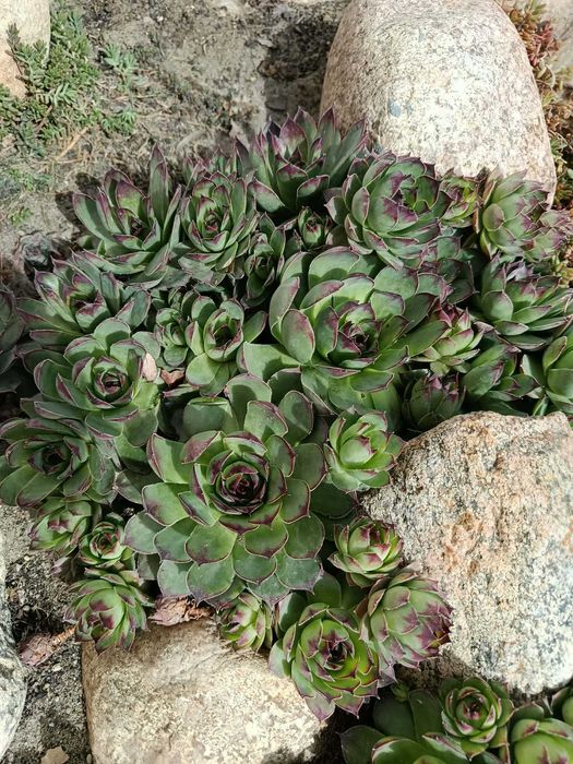 Sprzedam rojniki murowe (Sempervivum tectorum)