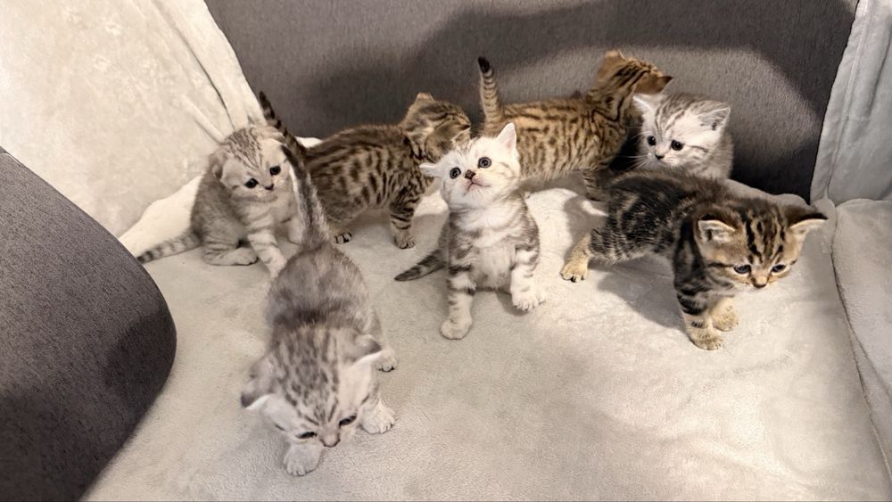 Шотландські кошенята