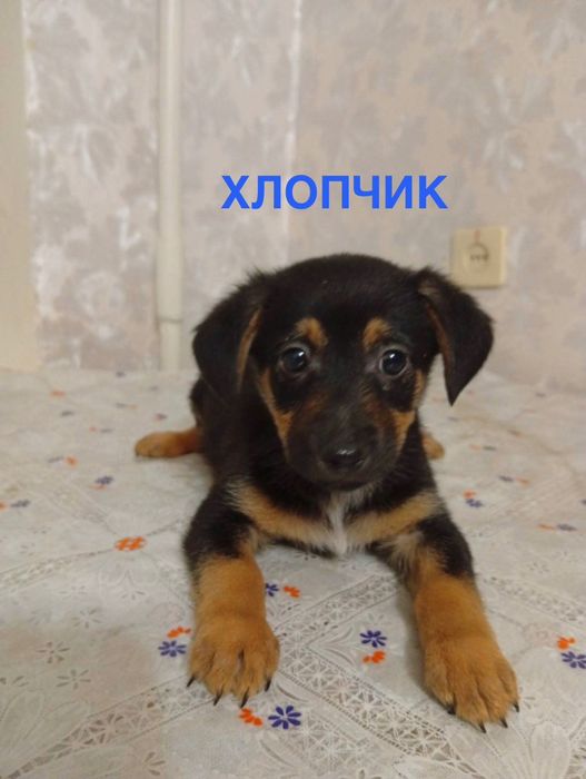 Щенята песик пес собака  собачка песеня