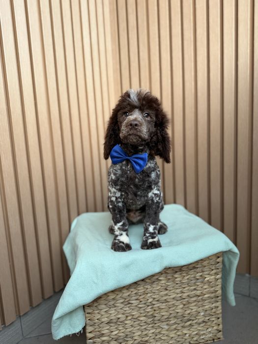 Pudel średni chłopiec